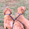 Dual Bungee Leash Add-On