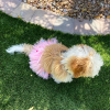 Pink Pom Pom Dog Tutu Skirt (XXXL)