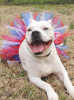 Red/White/Blue 4th Of July Dog Tutu Skirt Medium)