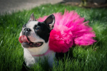 Hot Pink Dog Tutu Skirt (Large)