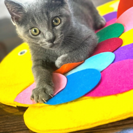 Snuffle Mat Puzzle Pad