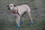 Healers Urban Walkers III Dog Booties - One Pair - Teal - Large