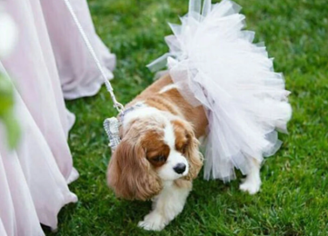 White Bridal Dog Tutu Skirt (Medium)