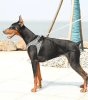 PETKIT Air Fly Dog Harness