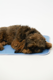 Cool Pet Pad (Color: , size: small)