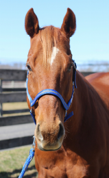 TuffRider Nylon Breakaway Halter & Lead Set (Color: Neon Blue/Grey, size: Cob)