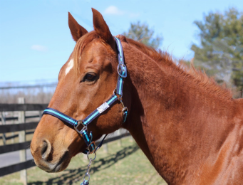 TuffRider Nylon Breakaway Halter & Lead Set (Color: Navy/Neon BLue, size: Cob)