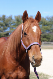 TuffRider Nylon Breakaway Halter & Lead Set (Color: Grey/Pink, size: Cob)