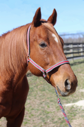 TuffRider Nylon Breakaway Halter & Lead Set (Color: Grey/Red, size: Cob)