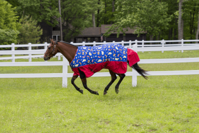 Tuffrider 1200D Ripstop Medium Weight Western Print Two Tone Turnout Blanket- 220gms (Color: Sea Blue/Tomato Red, size: 69)