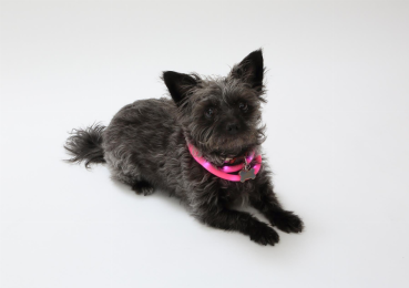 Silicone Cuttable LED Illuminated Dog Collar - USB Rechargeable (Color: Pink, size: )