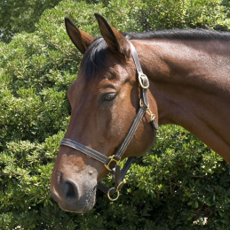 Gatsby Classic Triple Stitched Leather Halter With Snap (Color: Brown, size: Cob)