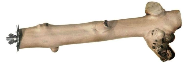 Prevue Pet Naturals Coffee Wood Straight Branch Perch (size: 9" Long)